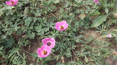 Modiolastrum gilliesii