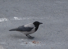 Corvus cornix