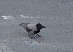 Corvus cornix