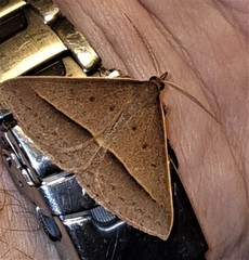 Epidesmia chilonaria