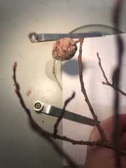Rabdophaga salicisgnaphalioides