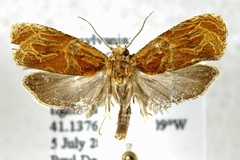 Olethreutes nitidana