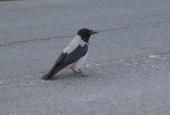 Corvus cornix