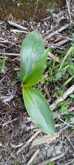 Tricyrtis formosana