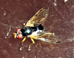 Lamprogaster imperialis