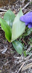 Tricyrtis formosana