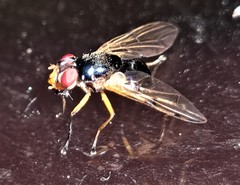 Lamprogaster imperialis