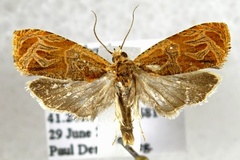 Olethreutes nitidana
