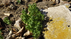 Parietaria debilis