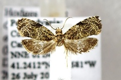 Olethreutes olivaceana