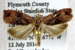 Olethreutes diallacta