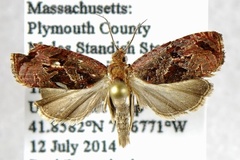 Olethreutes diallacta