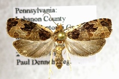 Olethreutes footiana