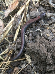 Batrachoseps gregarius