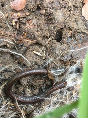 Batrachoseps gregarius