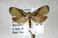 Olethreutes exoletum