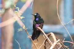 Coeligena helianthea