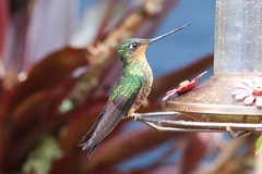 Coeligena helianthea