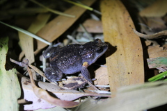 Pseudophryne bibronii