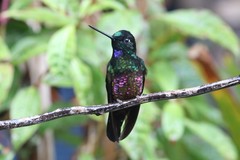 Coeligena helianthea