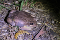 Limnodynastes dumerilii dumerilii