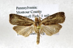 Olethreutes quadrifidum