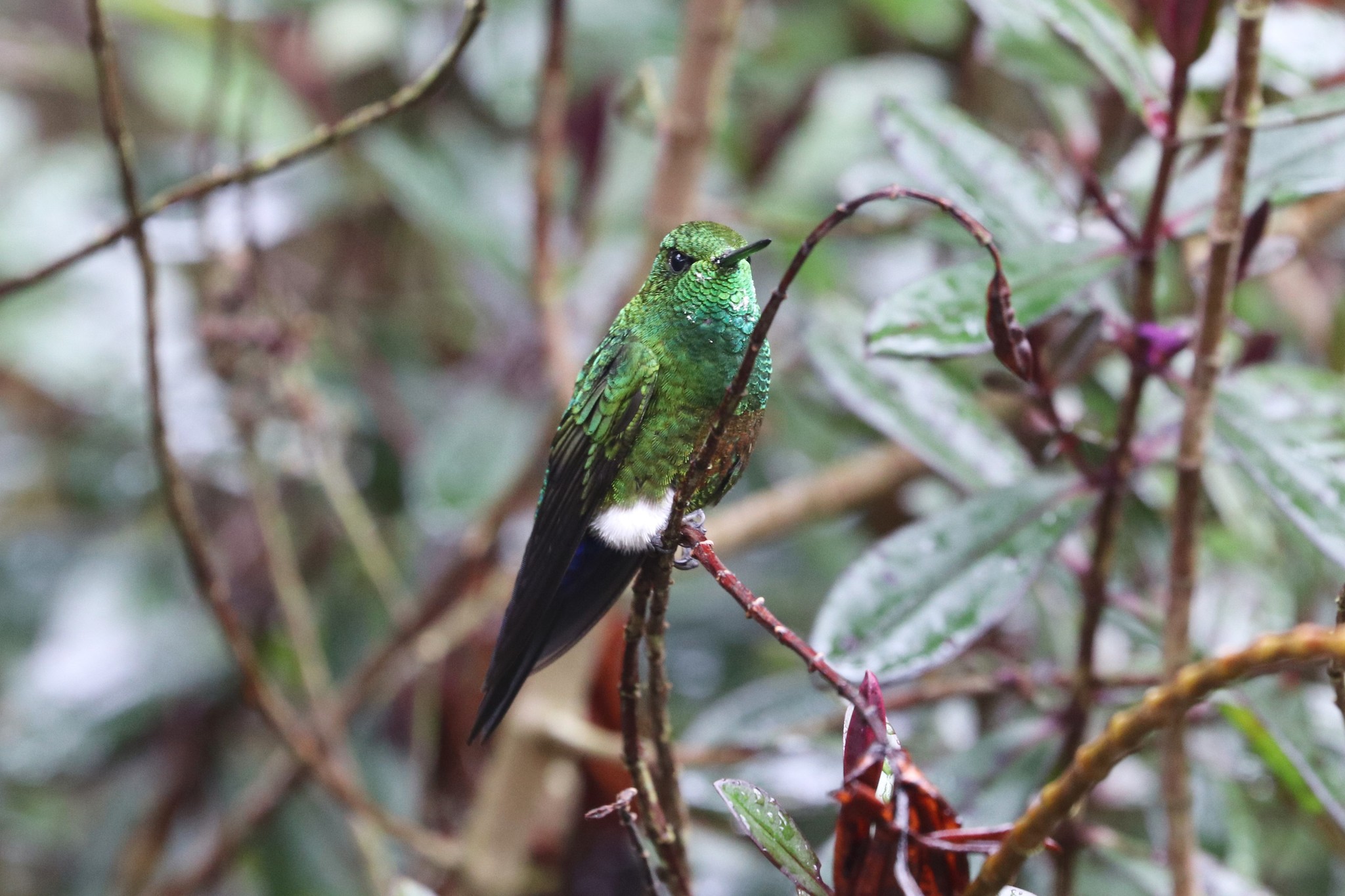 Coppery-bellied Puffleg (Eriocnemis cupreoventris), photo 6
