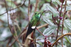 Eriocnemis cupreoventris