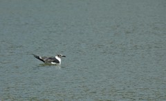 Leucophaeus atricilla