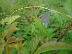Strymon melinus