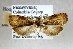 Olethreutes clavana