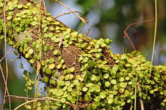 Peperomia cyclophylla