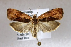 Olethreutes nigranum