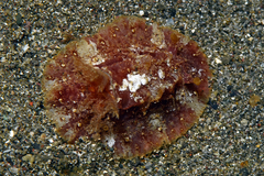 Hoplodoris