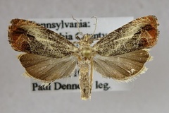 Olethreutes hamameliana