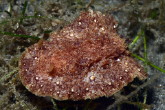 Hoplodoris