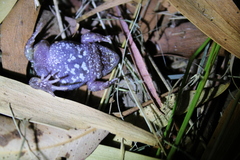 Pseudophryne bibronii