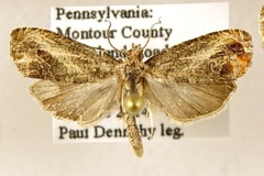 Olethreutes hamameliana