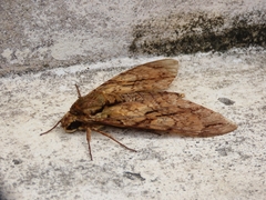 Cocytius lucifer
