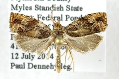 Olethreutes melanomesum