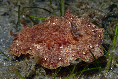 Hoplodoris