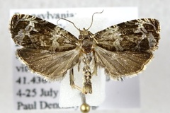 Olethreutes valdanum