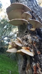 Conchomyces bursiformis