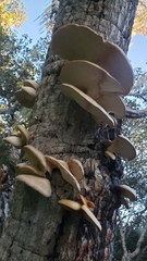 Conchomyces bursiformis