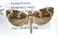 Olethreutes valdanum