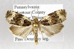 Olethreutes versicolorana