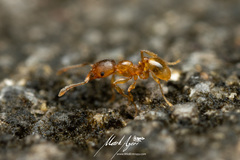 Pheidole rugosula