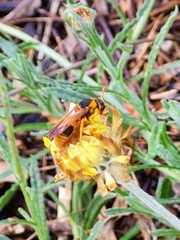 Anterhynchium nigrocinctum