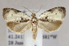 Olethreutes malana