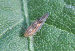 Neocoelidia bilobata